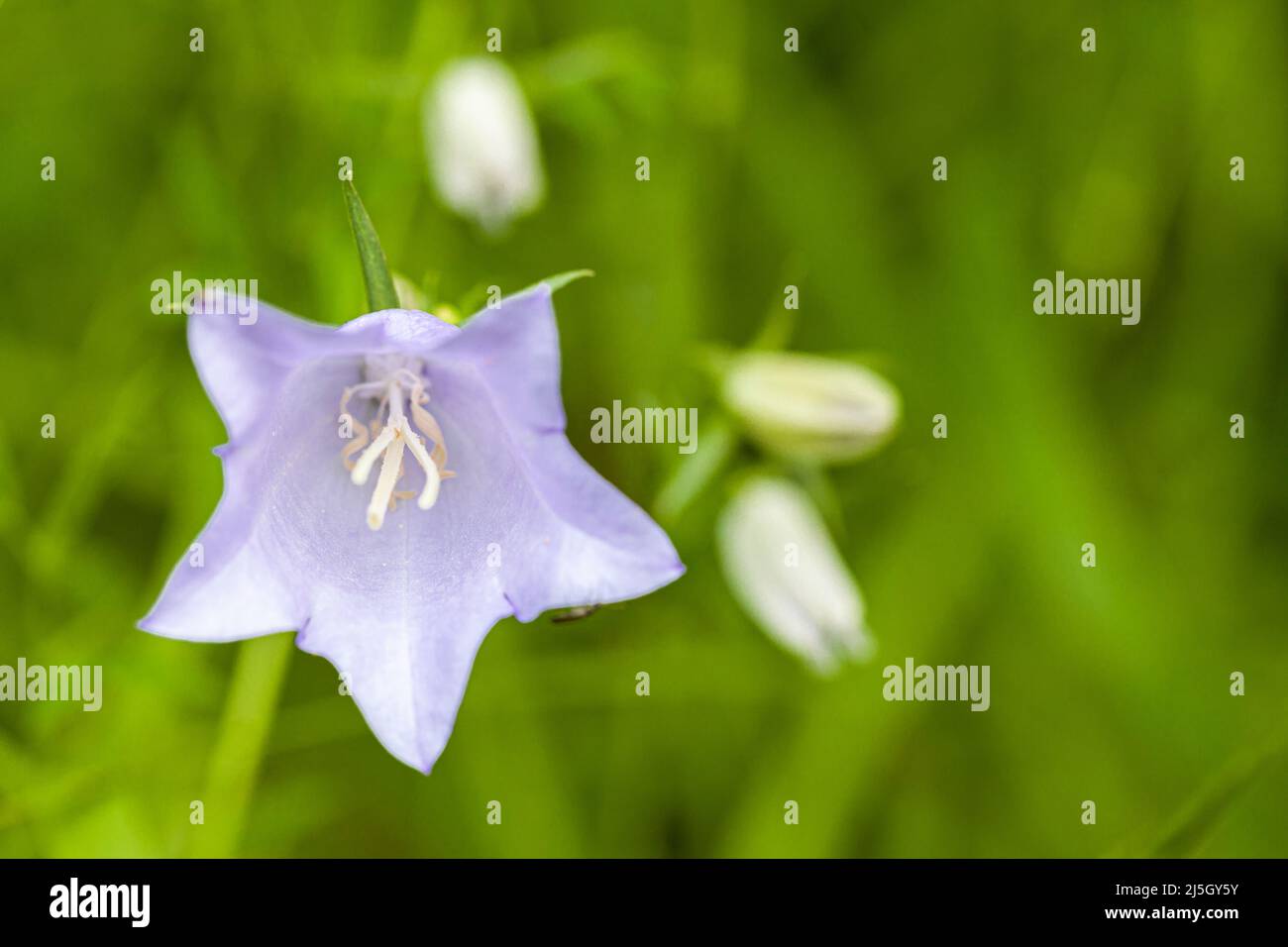 Campanula Persicifolia, Valle della Tena, Huesca, Spagna Foto Stock