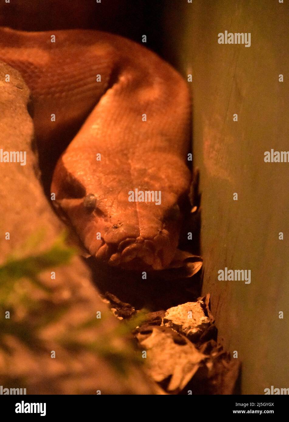 Serpente di pirothon di sangue con la testa giù che osserva molto pericoloso. Foto Stock