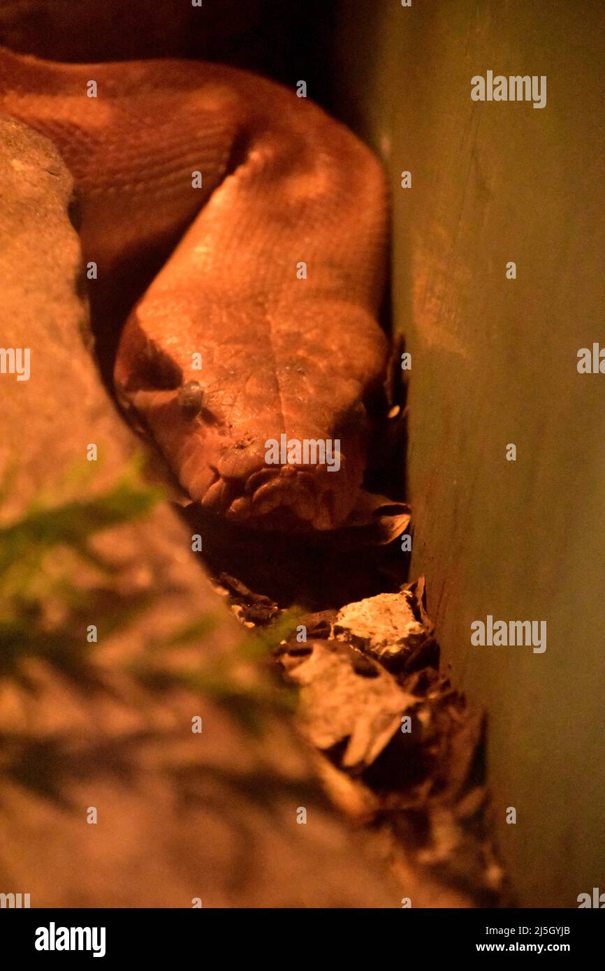 Serpente mortale di pirati di sangue con la testa in posizione di riposo. Foto Stock