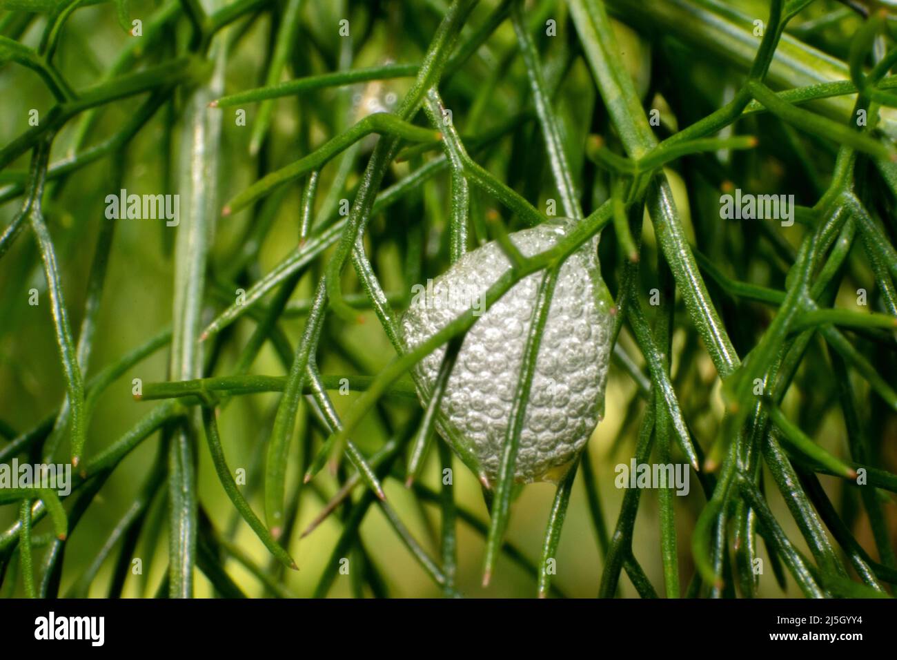 Spittlebug nymphs noto anche come root spittlebugs meccanismo di difesa e termoregolazione, spittlebugs produrre schiuma come adattamento termoregolatore. Foto Stock