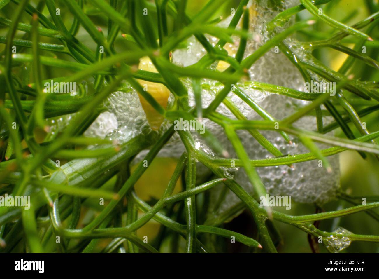 Spittlebug nymphs noto anche come root spittlebugs meccanismo di difesa e termoregolazione, spittlebugs produrre schiuma come adattamento termoregolatore. Foto Stock