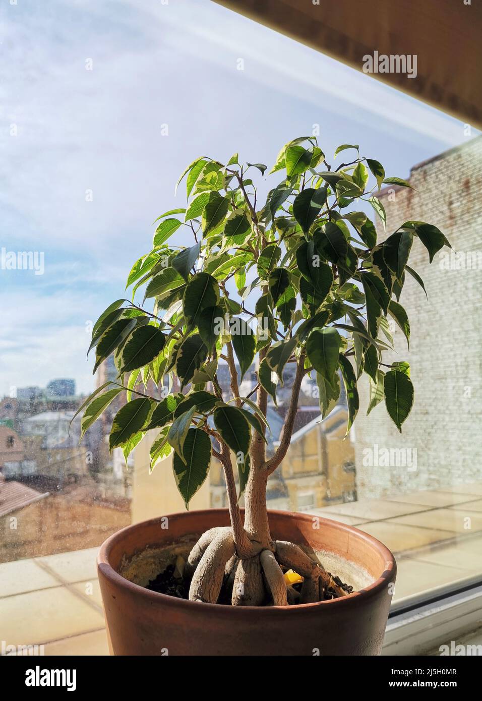 Ficus benjamina bonsai albero in vaso di argilla vicino finestra con case tetti sullo sfondo Foto Stock