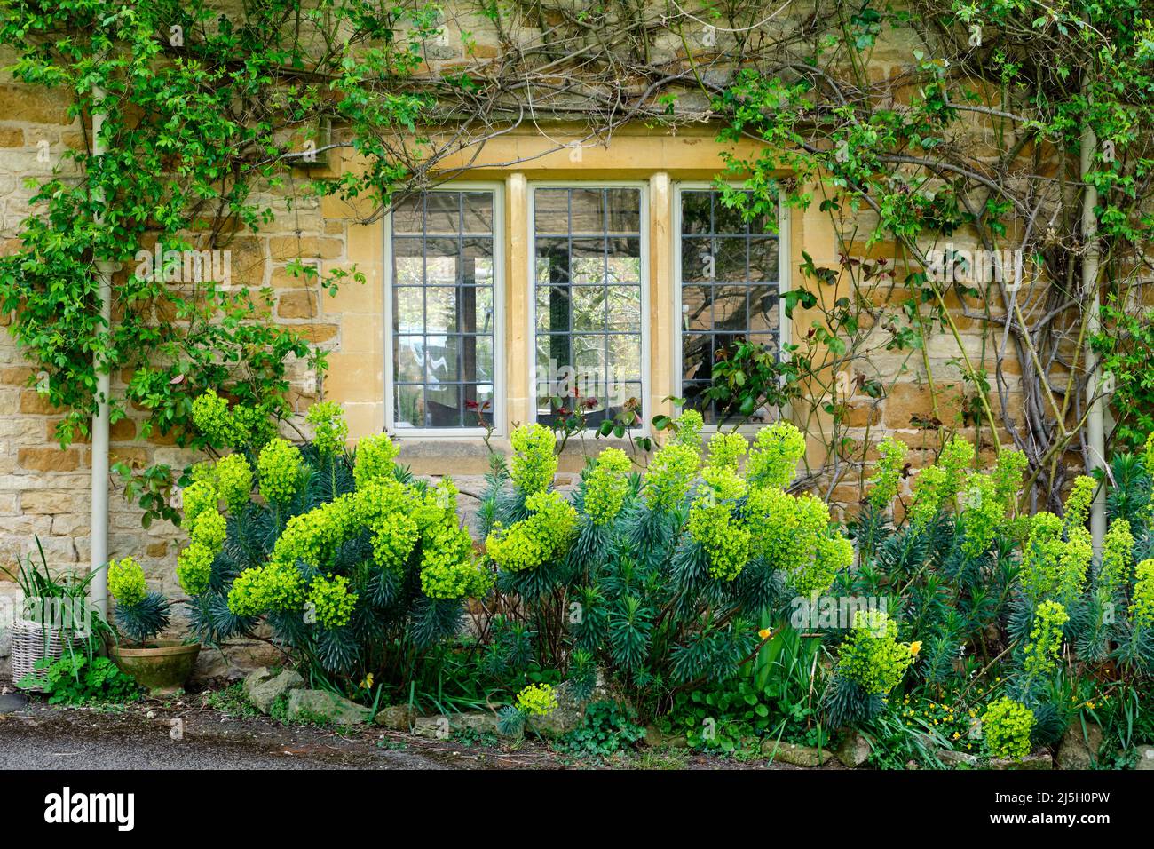 Euphorbia in Old Country House Garden Kingham Village Oxfordshire Foto Stock