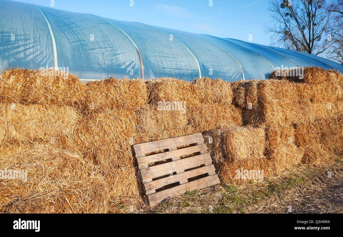 Balle di fieno utilizzate per isolare una serra a tunnel in pvc. Foto Stock