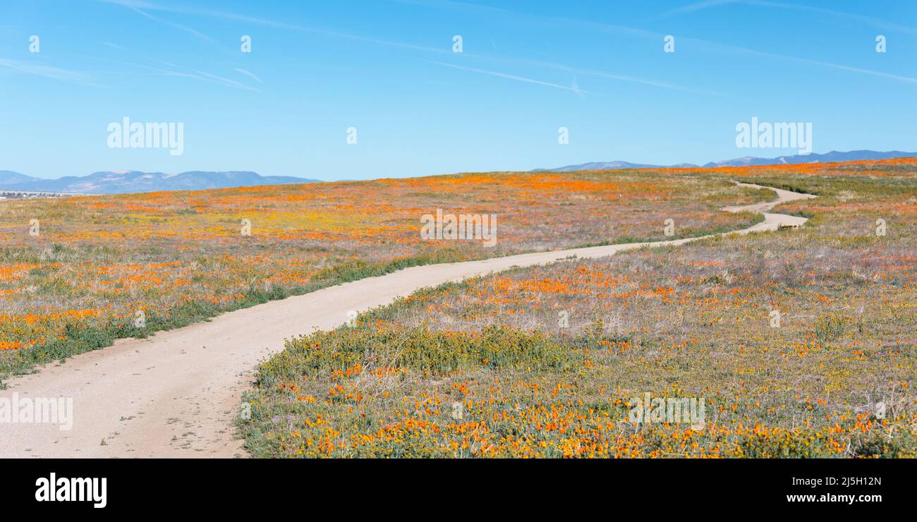 Strada sterrata tortuosa attraverso i campi di papaveri della California Foto Stock