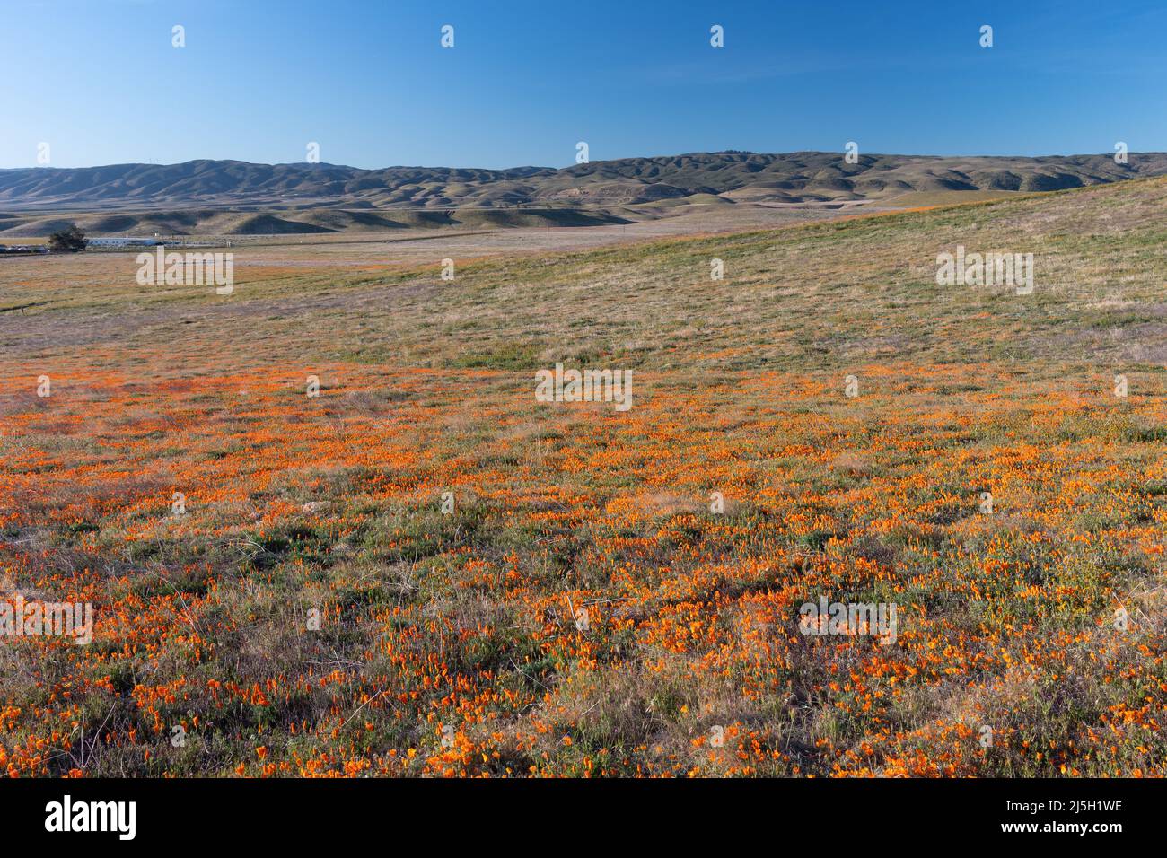 Campo di papaveri selvatici della California Foto Stock