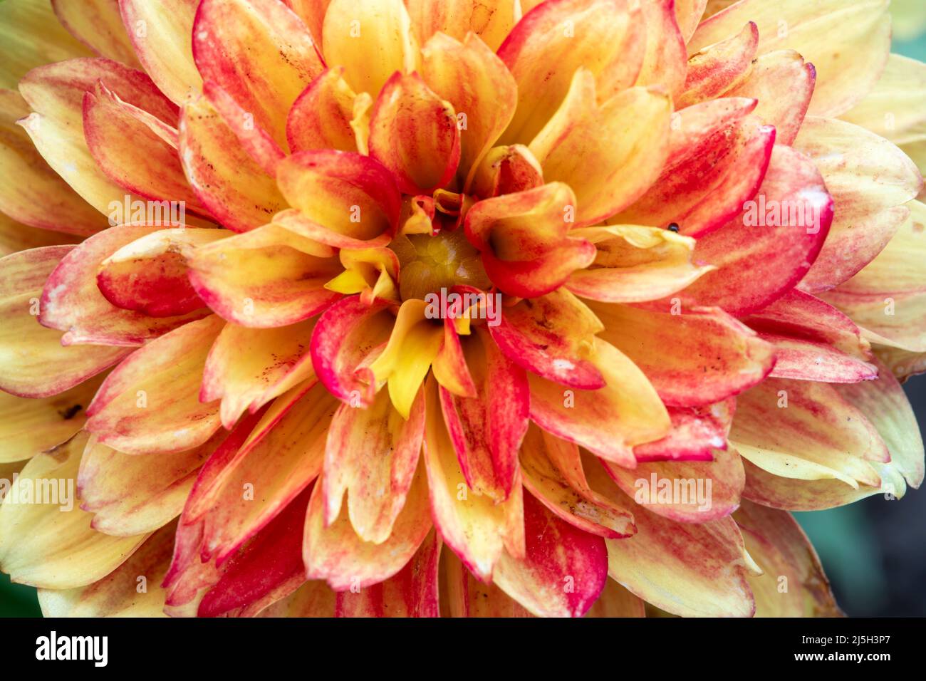 Primo piano dei dettagli gialli del fiore di dahlia per lo sfondo Foto Stock