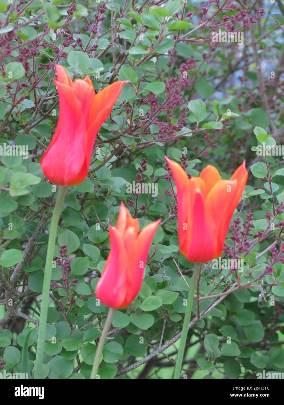 Primo piano di un trio di tre tulipani rossi contro i fiori porpora emergenti di un cespuglio lilla: Primavera in un giardino inglese. Foto Stock