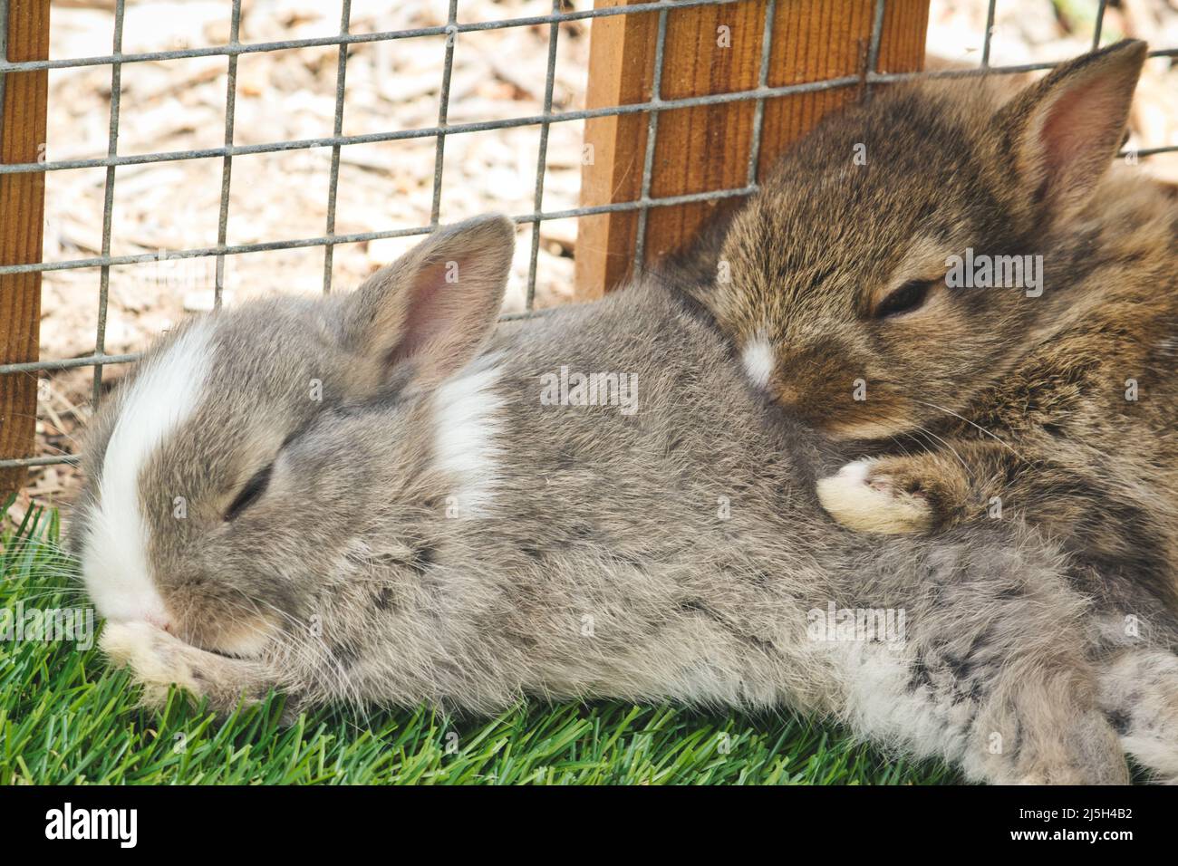 Carino conigli piccoli e soffici che dormono in una gabbia Foto Stock