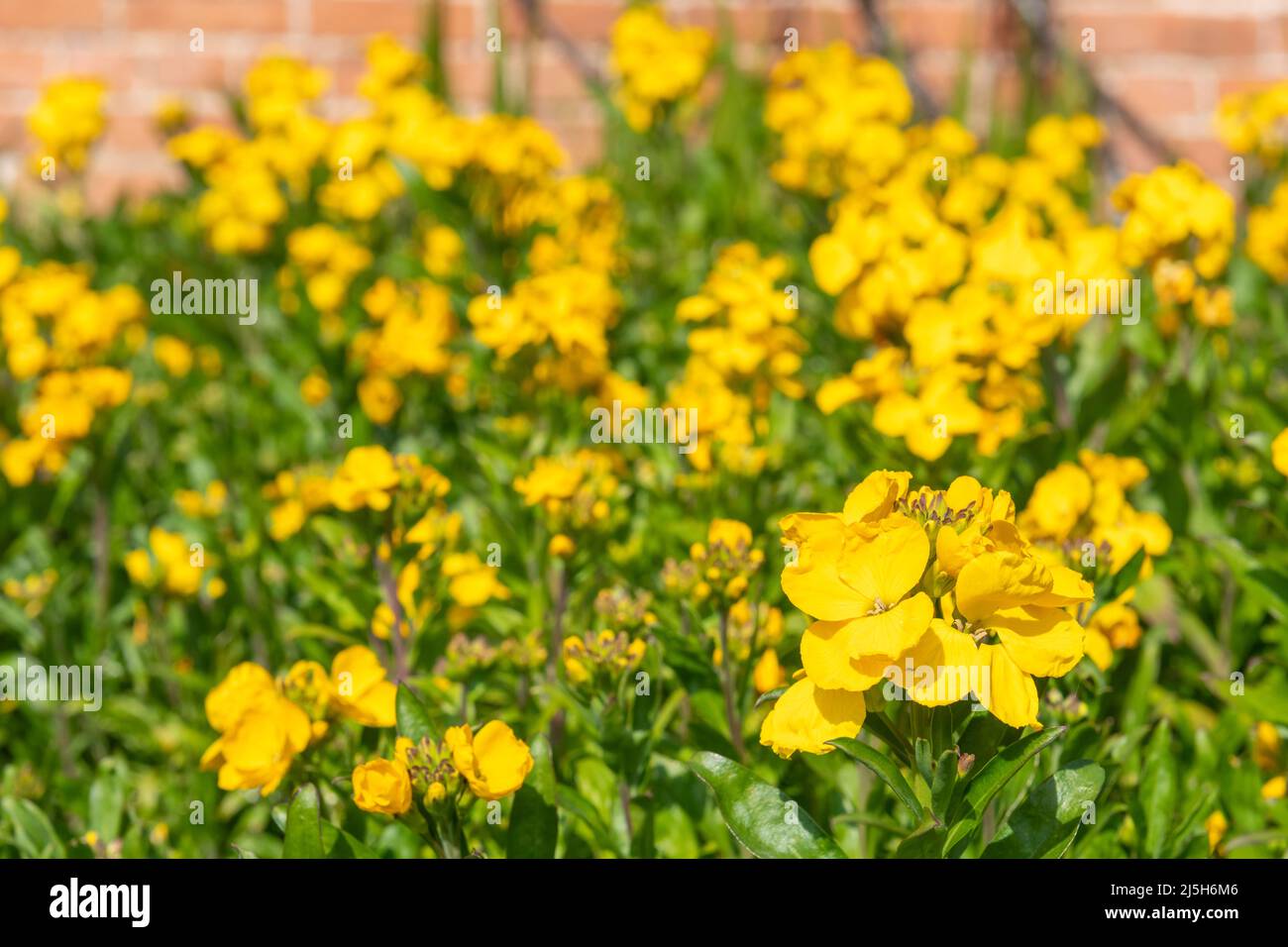 Primo piano di fiori gialli (erysimum cheiri) in fiore Foto Stock