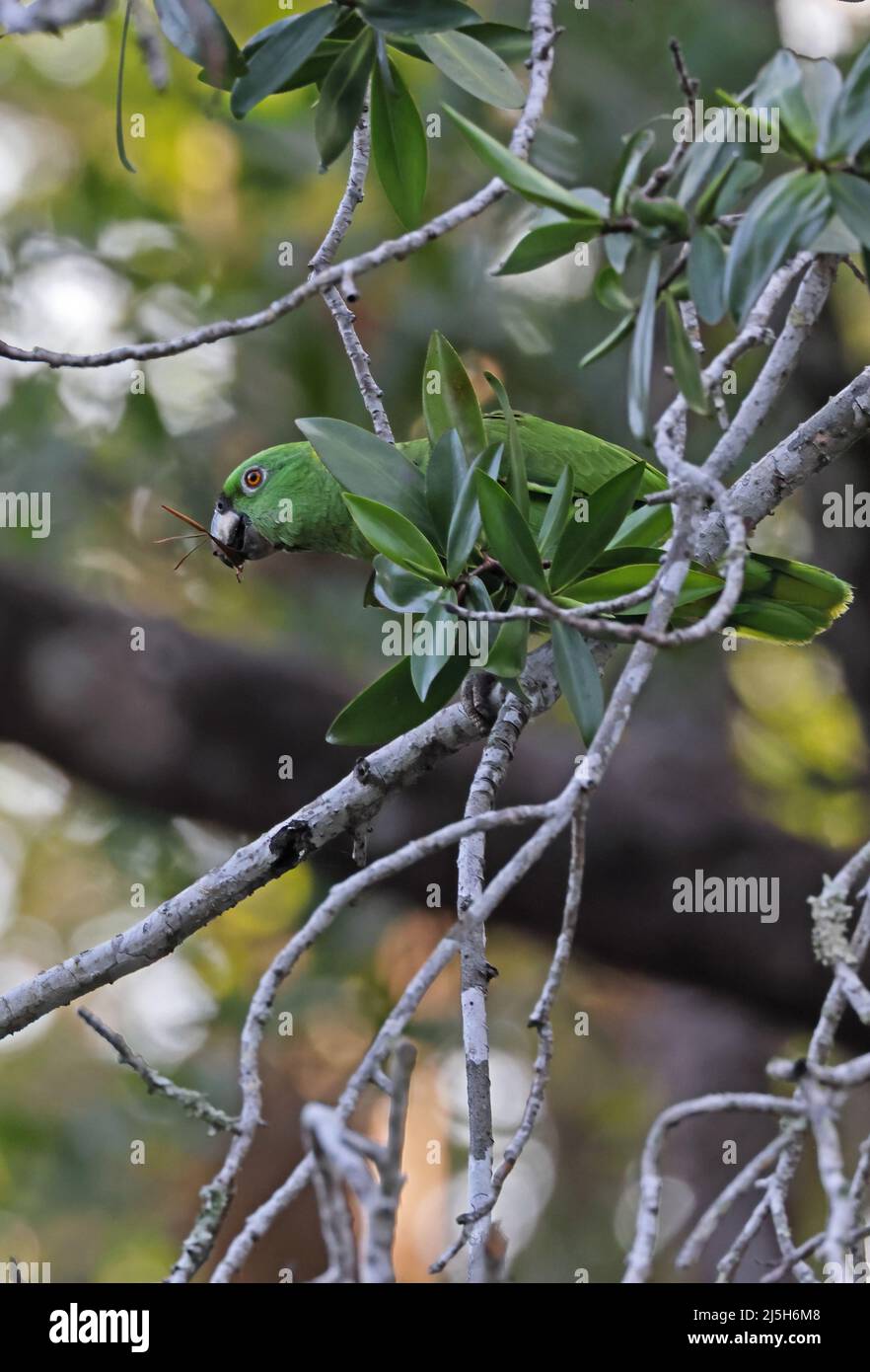 Pappagallo con nappagalli gialli (Amazona auropalliata auropallita) adulto arroccato su ramo con vegetazione a Bill Carara, Costa Rica Marzo Foto Stock