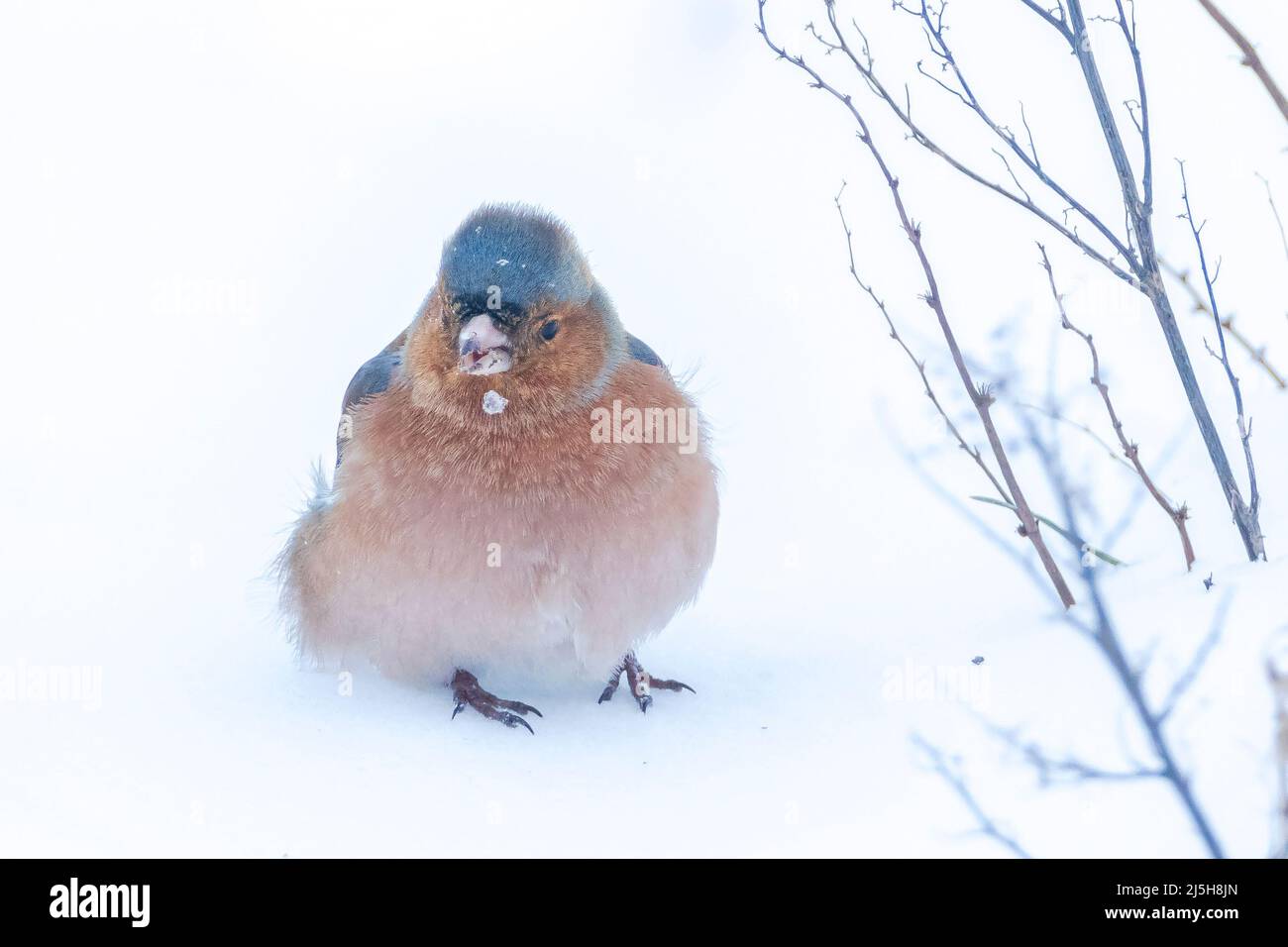 Closeup di un maschio chaffinch, Fringilla coelebs, foraging in neve, bella fredda impostazione invernale Foto Stock