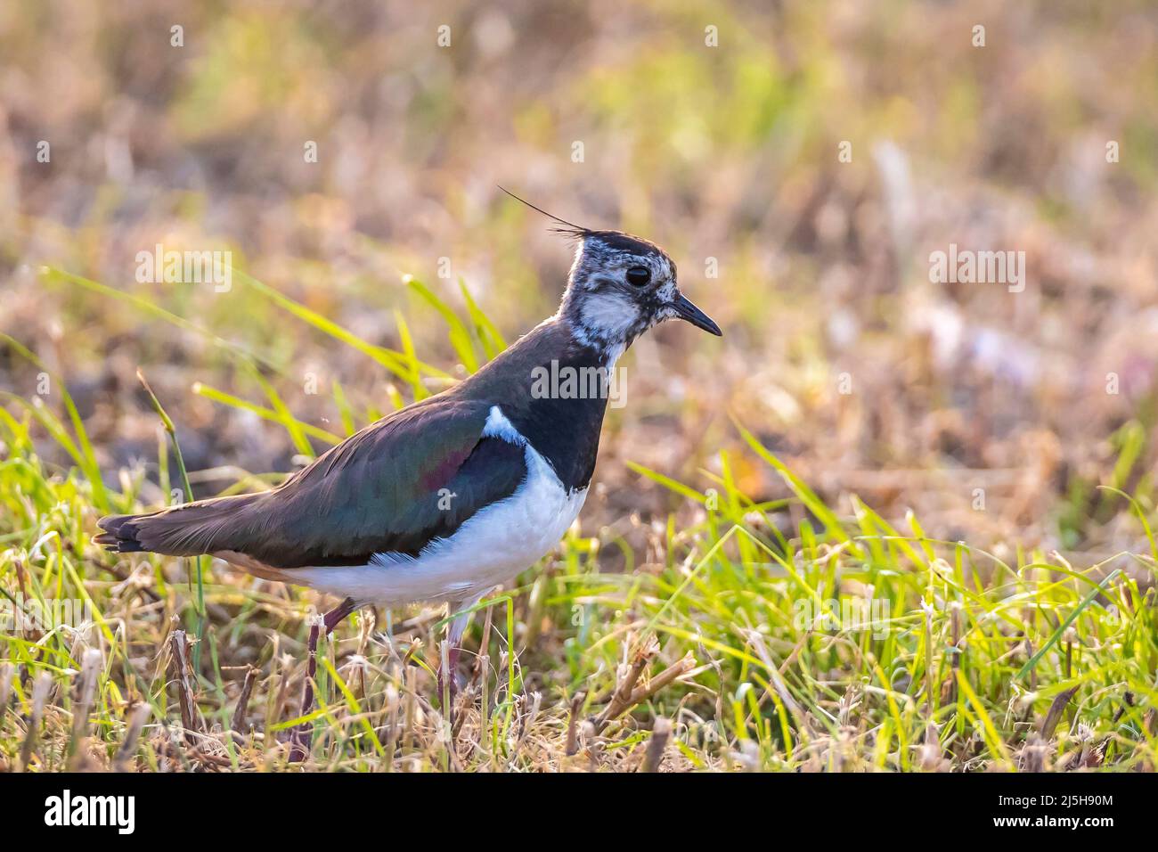Il nord che lambiscono Vanellus vanellus foraging in un prato che cammina alla luce del sole. Foto Stock