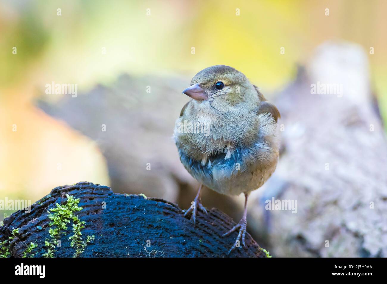 Primo piano di una femmina di fringuello, Fringilla coelebs, arroccato in una struttura ad albero Foto Stock
