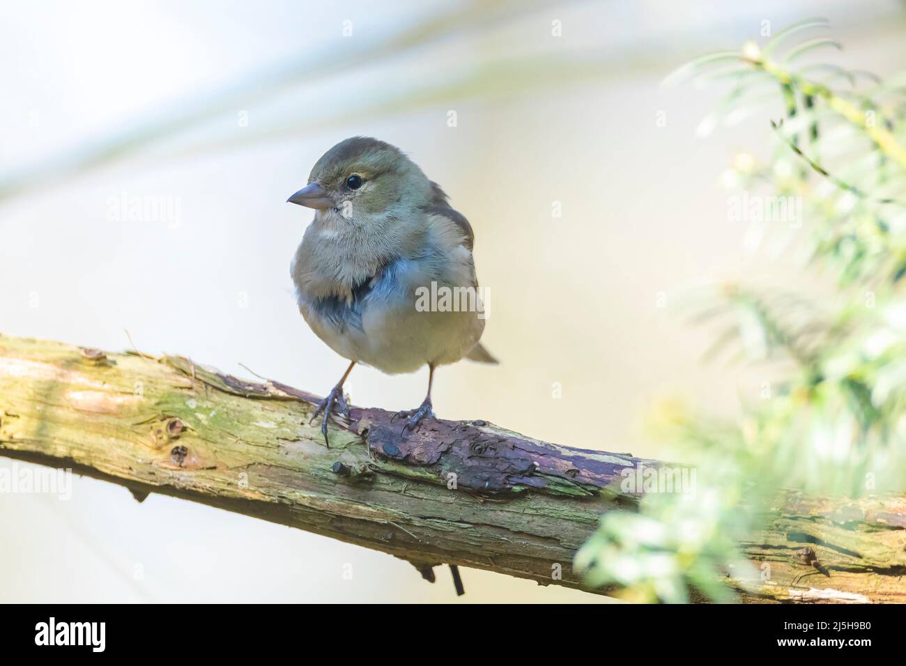 Primo piano di una femmina di fringuello, Fringilla coelebs, arroccato in una struttura ad albero Foto Stock