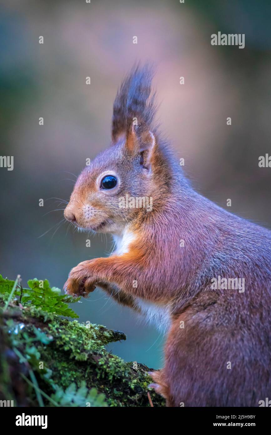 Primo piano di una Eurasian scoiattolo rosso Sciurus vulgaris, mangiare i dadi in una foresta. Il fuoco selettivo di luce naturale del sole, animale selvatico. Foto Stock