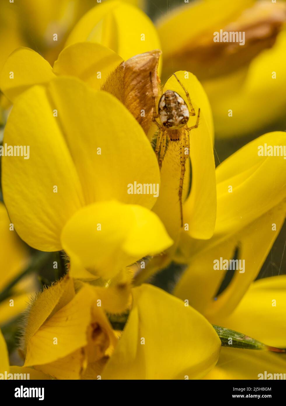 Araneus diadematus aka ragno da giardino in fiori di gorse. Foto Stock