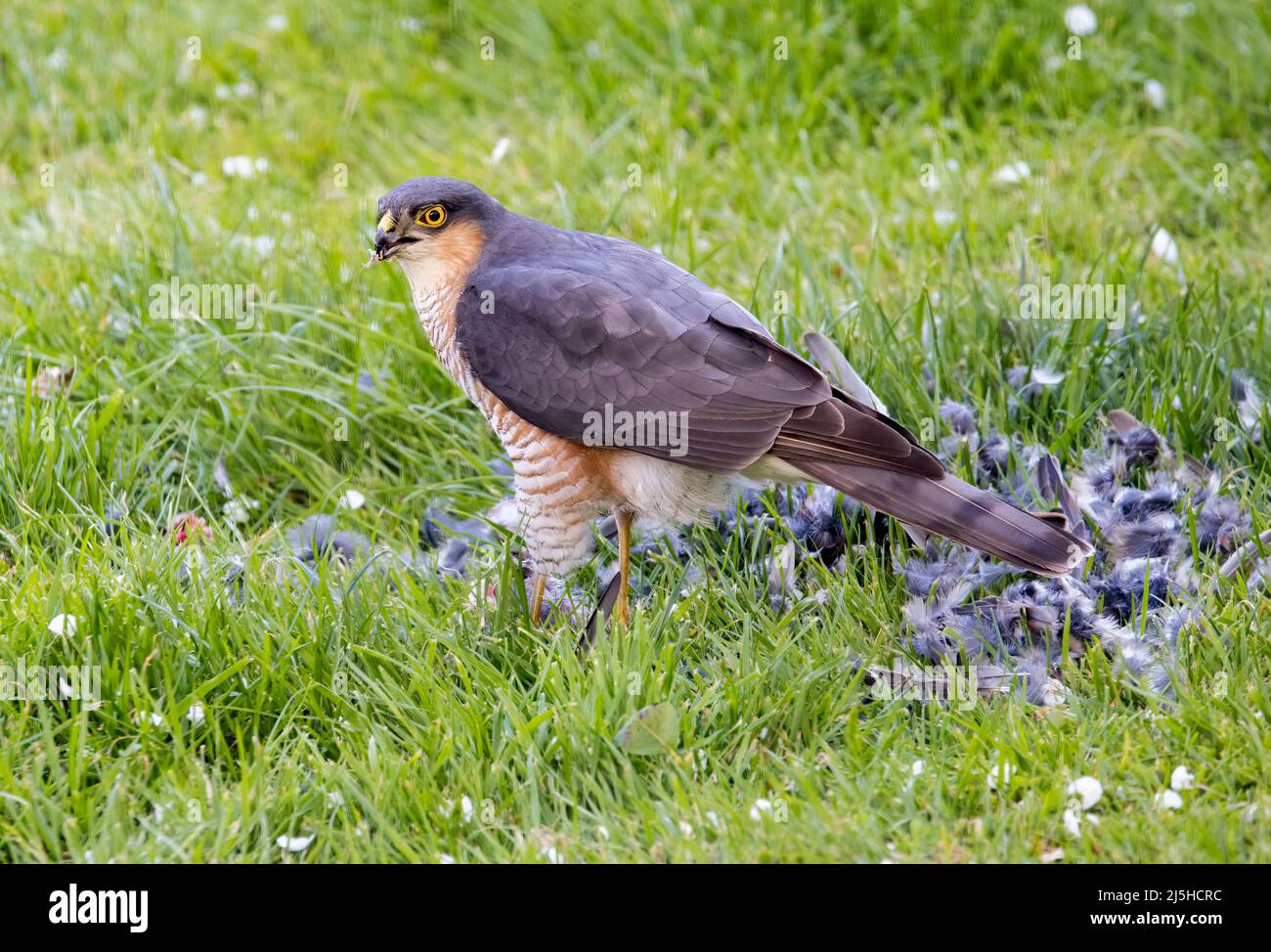 Maschio Sparrowhawk eurasiatico, Accipiter nisus, mangiare preda una casa passera in un giardino in Galles, Regno Unito Foto Stock