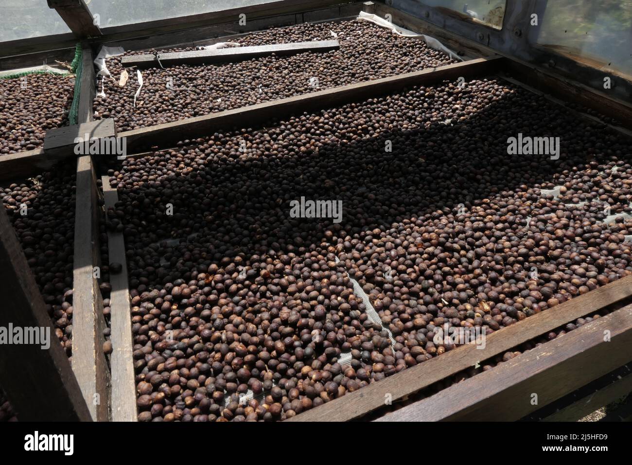 Kaffeeeplantage im Valle de Agaete, Finca de Santiago Lugo, San Pedro, Gran Canaria Foto Stock