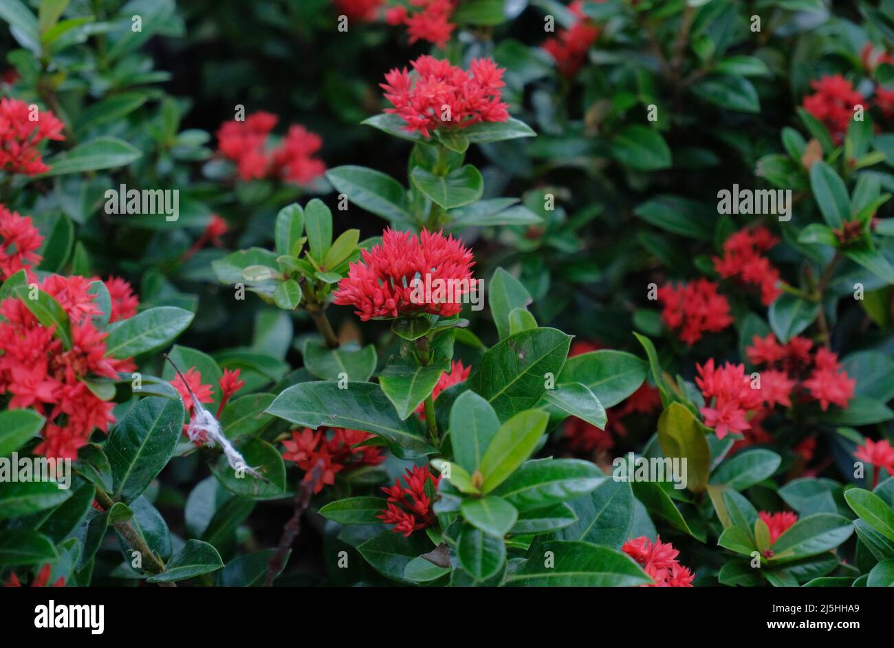 Saraca asoca (fiore di Ixora) - l'ashoka è un albero di foresta pluviale. I fiori rossi di asoka sbocciano nel giardino Foto Stock