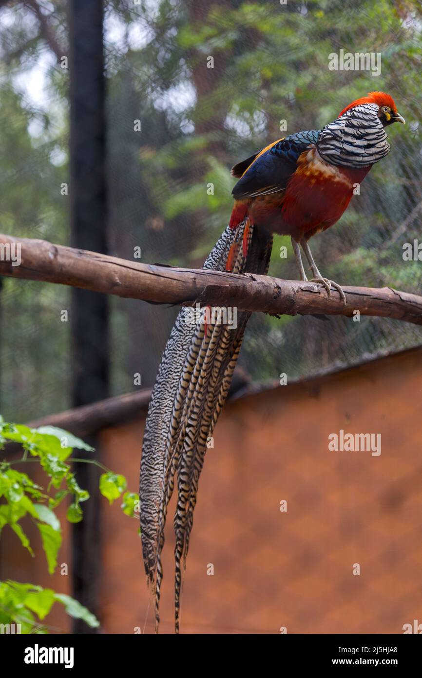 Fagiano di Lady Amherst (Chrysolophus amherstiae) uccello nativo Cina sudoccidentale e Myanmar Foto Stock