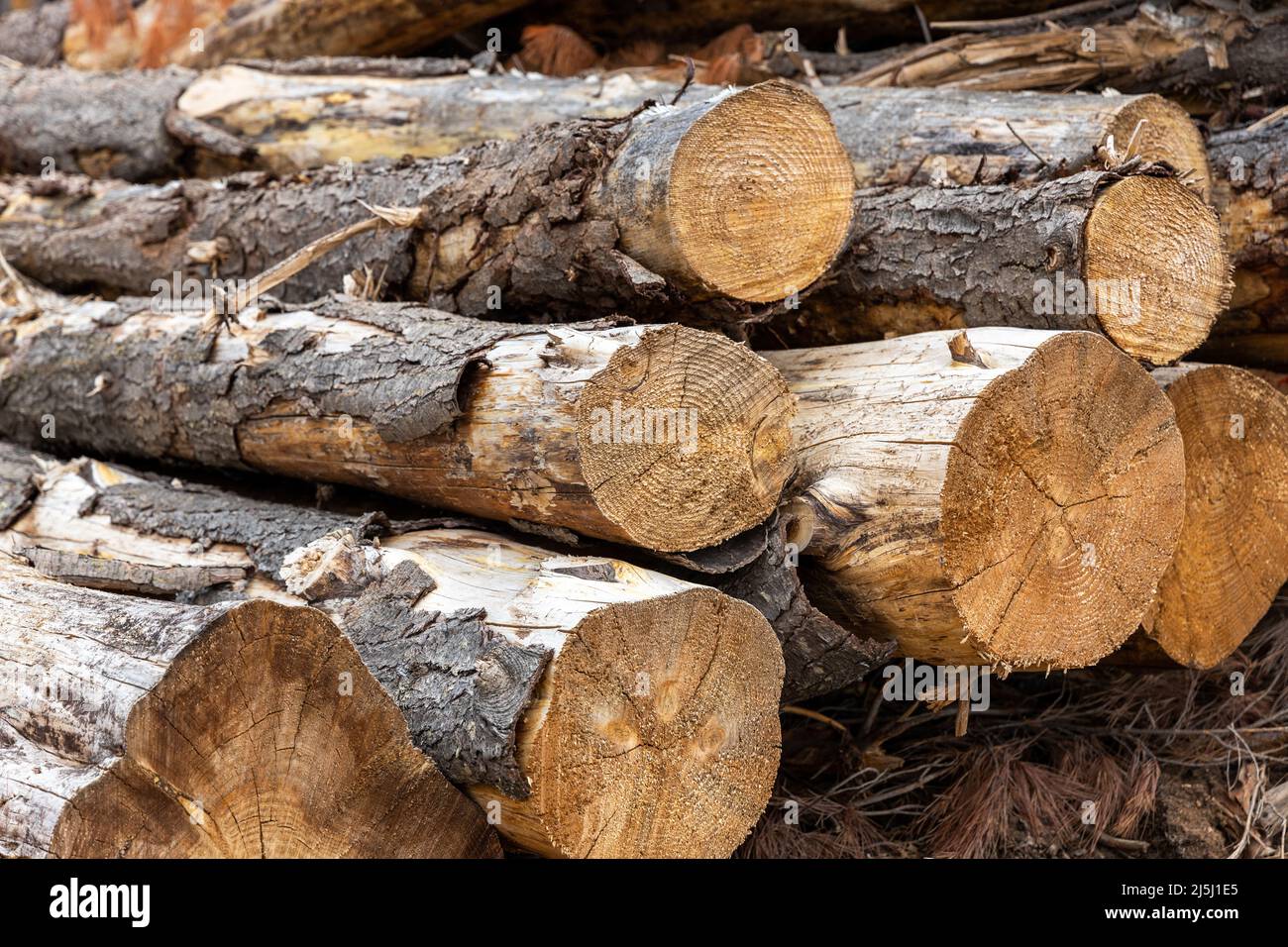 Una pila di pini freschi tagliati in Australia del Sud il 20th 2022 febbraio Foto Stock