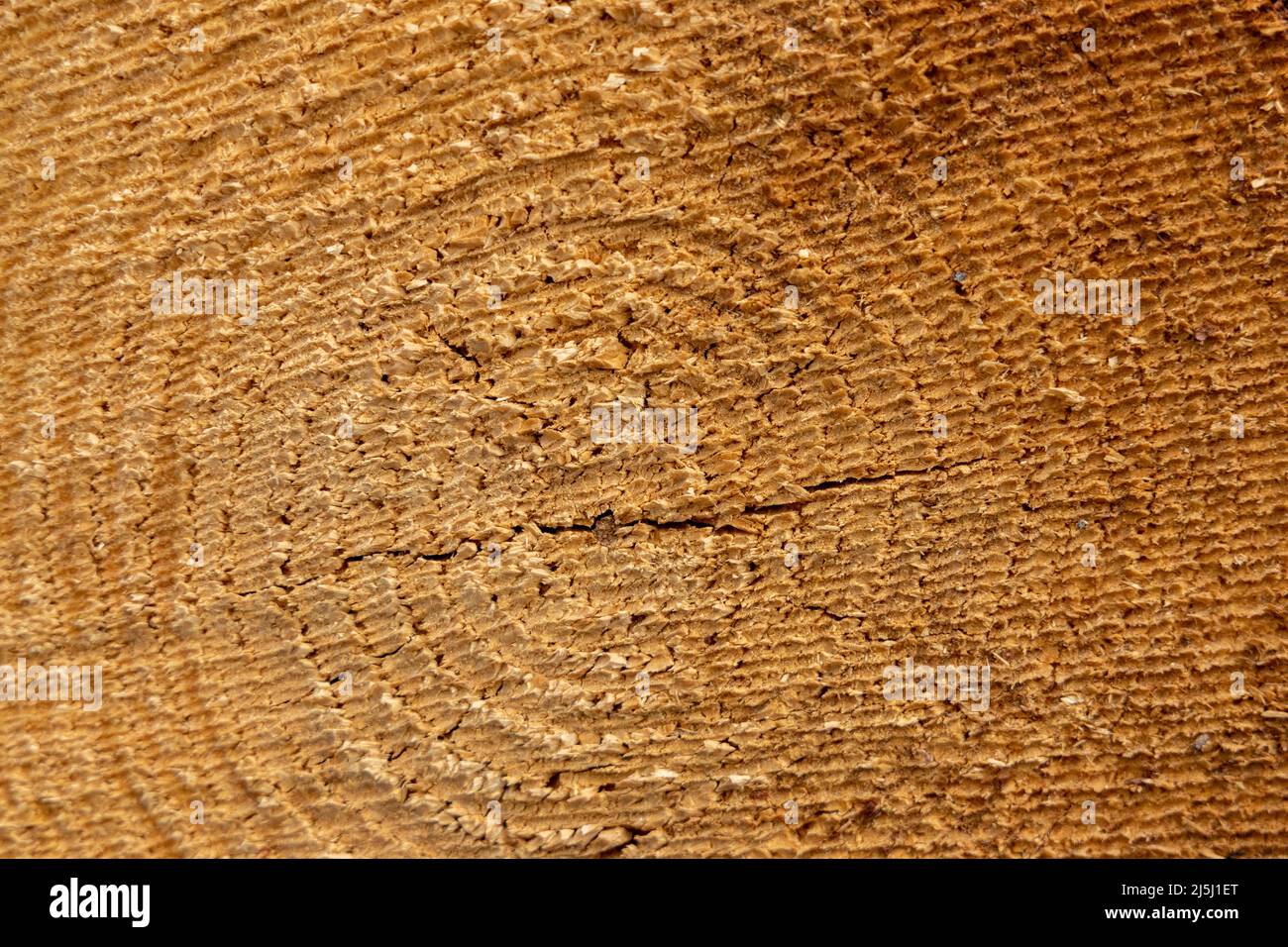 Un primo piano dei segni di sega da un pino tagliato di fresco il 20th 2022 febbraio Foto Stock