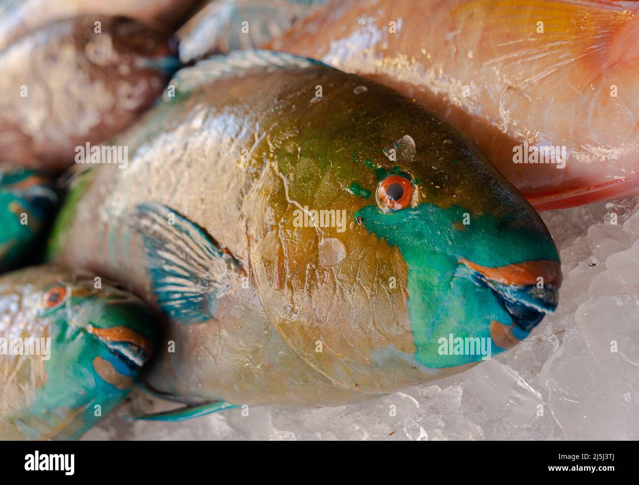 Pesce pappagallo colorato nel mercato Foto Stock