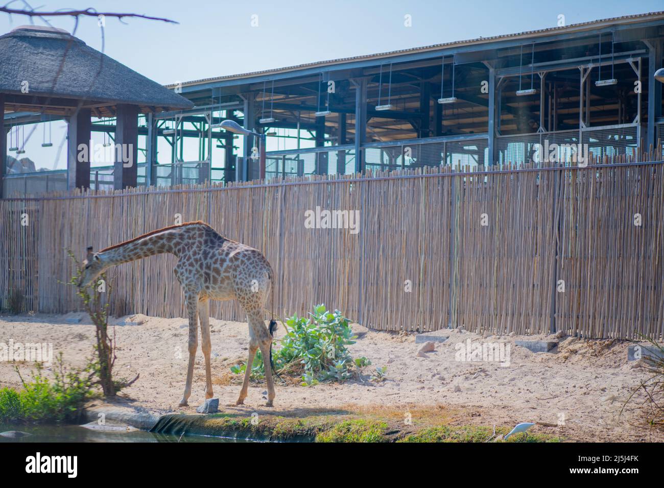giraffe vive nello zoo di dubai Foto Stock