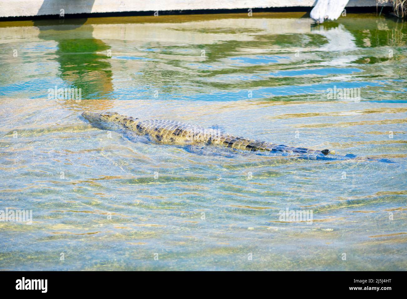 enormi coccodrilli nuotano nello stagno allo zoo Foto Stock