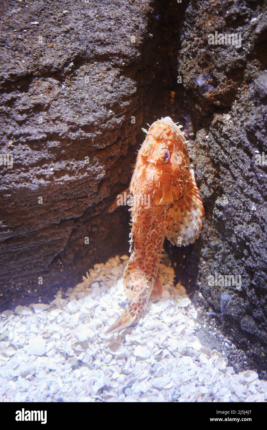 Pesce Scorpaena attaccato alla roccia sul fondo del mare Foto Stock