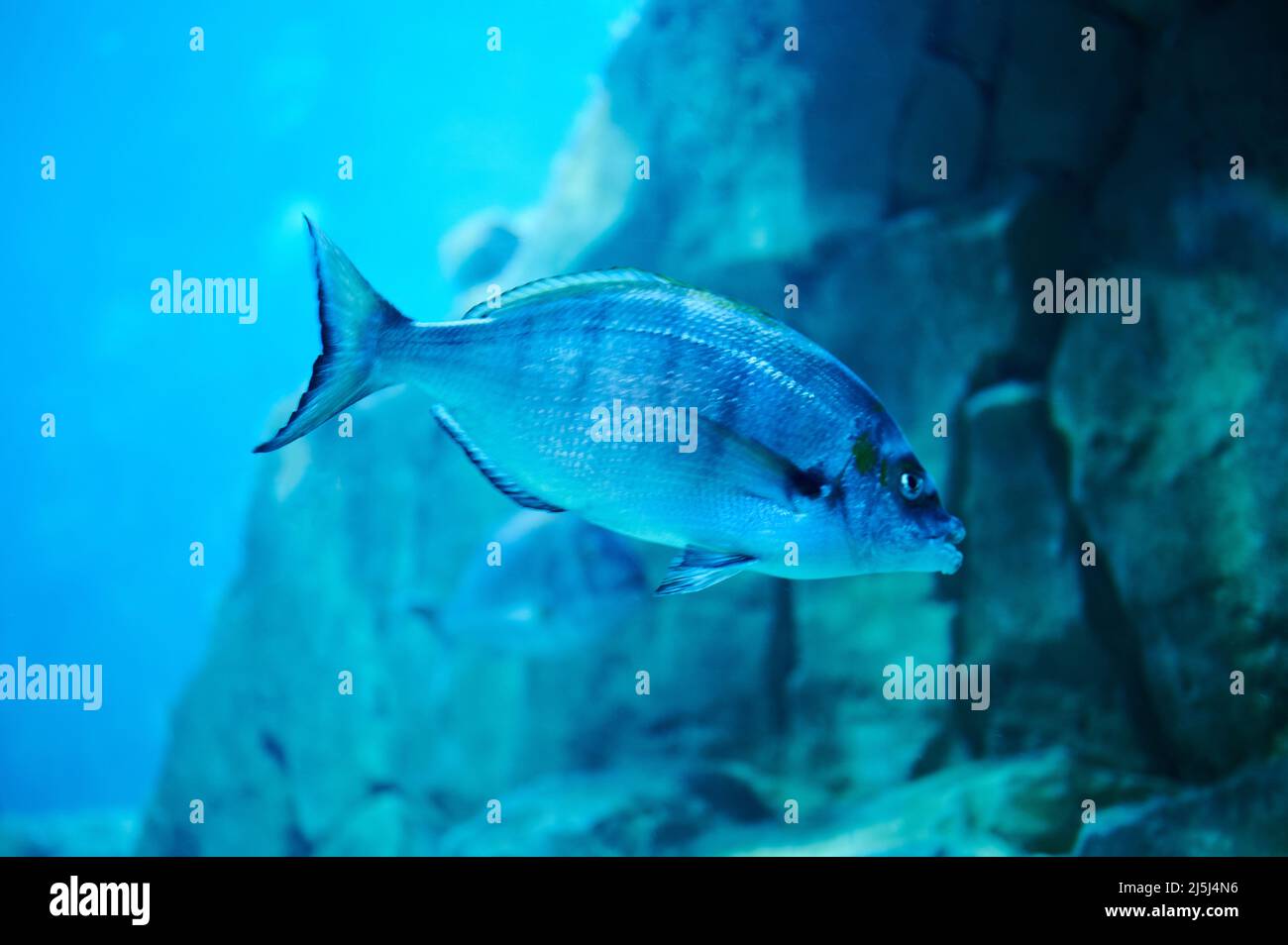 Un pesce su sfondo blu d'acqua con barriera corallina Foto Stock