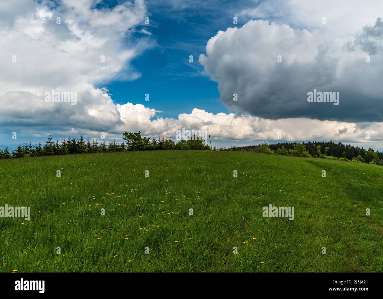 La cima della collina del Vrch Santo coperta da prato di montagna in primavera Bile Karpaty montagne nella repubblica Ceca Foto Stock