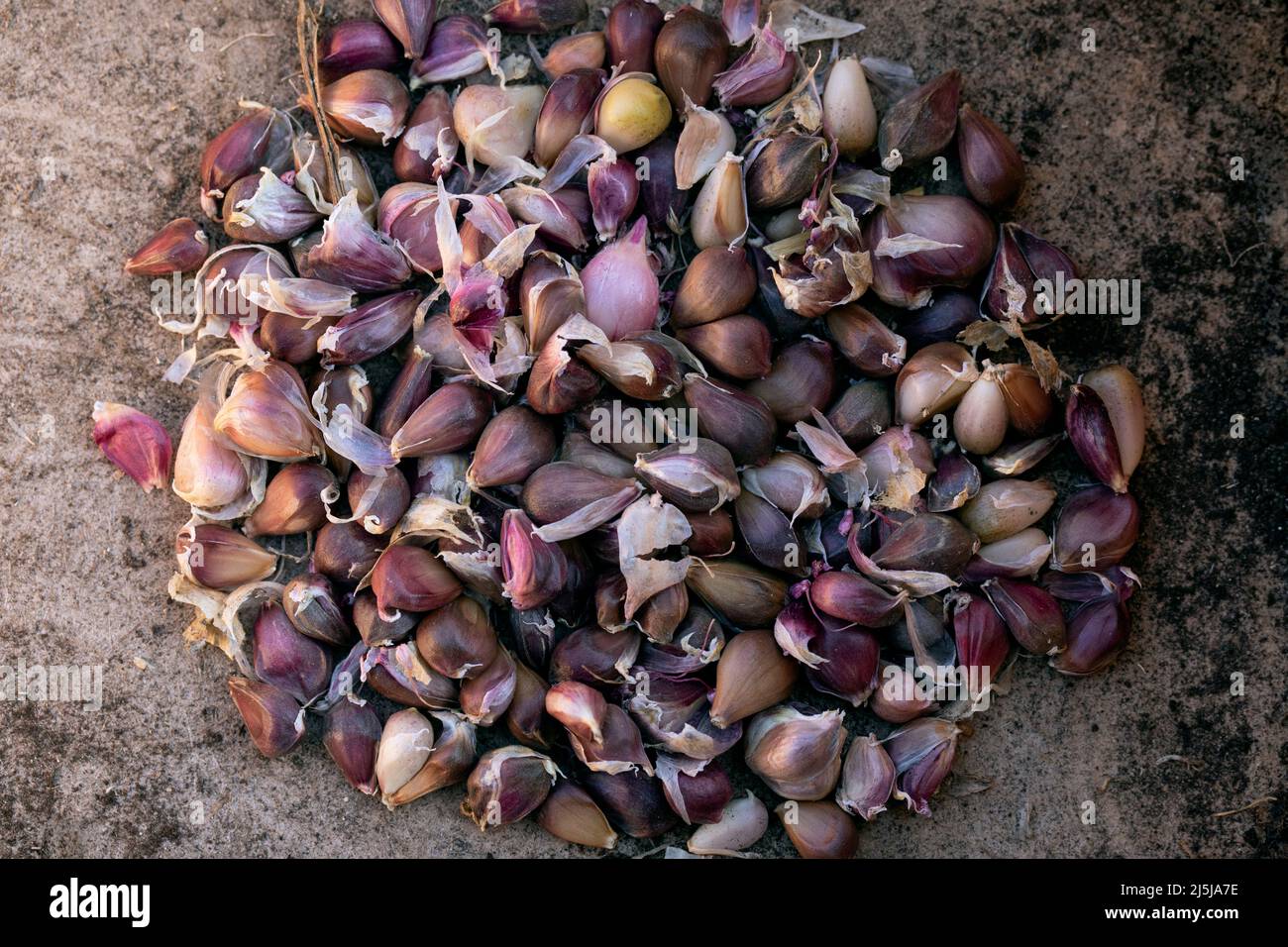 Semi di aglio maturi, spicchi preparati per crescere teste mature Foto Stock
