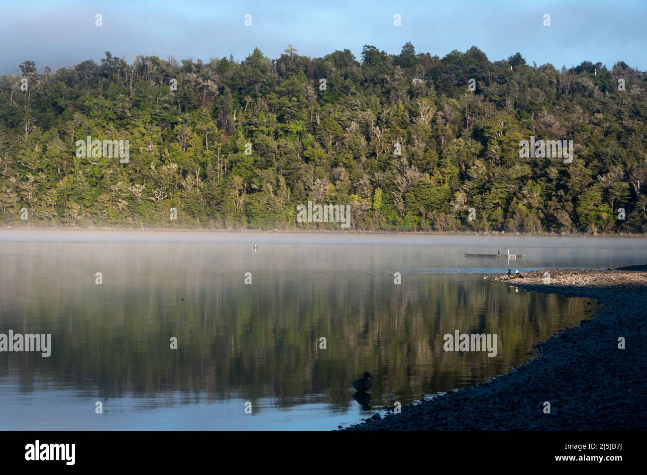 Luce del sole sulla foresta pluviale, Lago Rotoiti, Parco Nazionale dei Laghi di Nelson, Isola del Sud, Nuova Zelanda Foto Stock