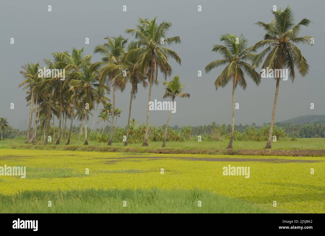 Un fiume pieno di Salvinia auricolata, un tipo di pianta d'acqua, e alberi di cocco lungo il litorale sotto un cielo sovrastato Foto Stock