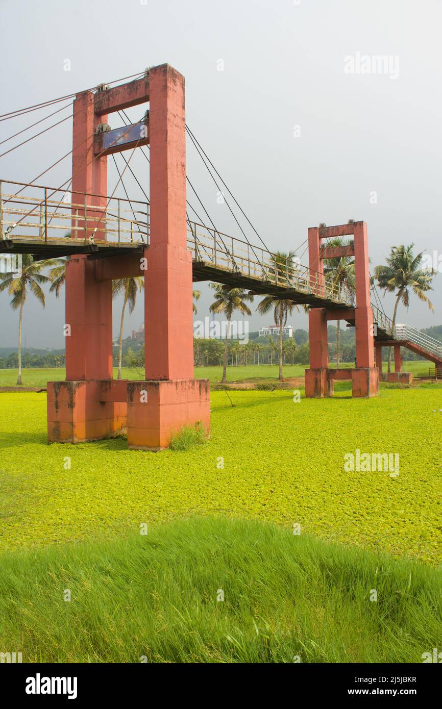 Ponte sospeso sul fiume è riempito di Salvinia auricolata, un tipo di pianta acquatica, e palme da cocco sullo sfondo sotto un cielo sovrastato Foto Stock