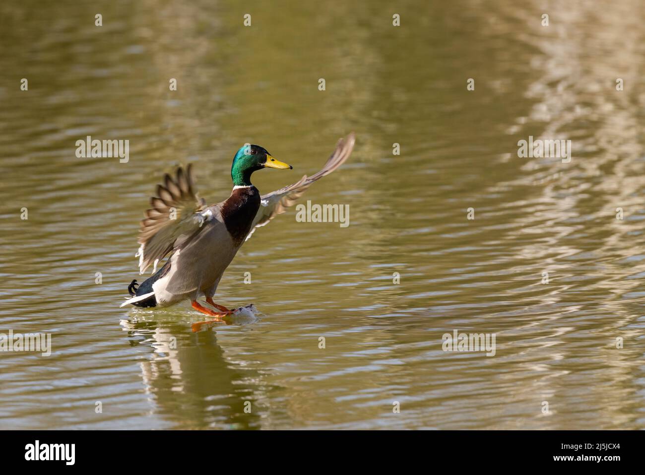 Maschio Mallard anatra [ Anas platyrhynchos ] sbarco in acqua Foto Stock