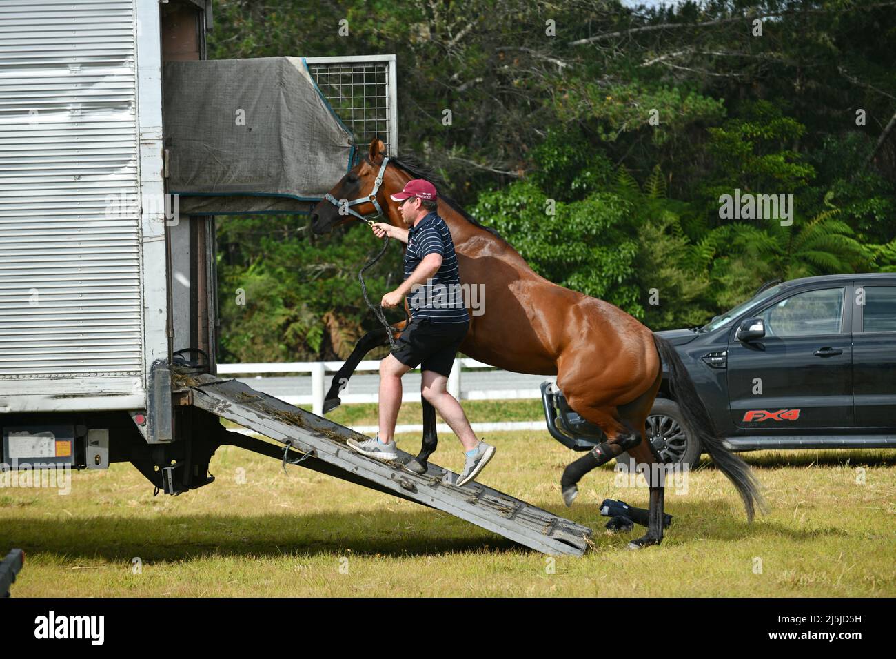 KUMARA, NUOVA ZELANDA, 8 GENNAIO 2022; un allenatore guida il suo cavallo da corsa sul camion dopo la competizione Gold Nuggets al circuito di Kumara, Januar Foto Stock