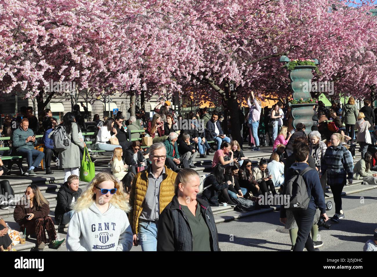 Stoccolma, Svezia - 21 aprile 2022: Le persone nel parco di Kungstradgarden godono di primavera con i ciliegi giapponesi fioriti. Foto Stock