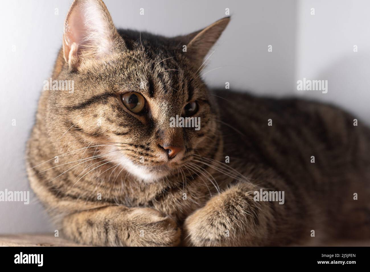 Cat. Shorthair europeo. Ritratto di un gatto marrone a righe domestico. Soffi con i baffi. Animale a casa. Foto Stock