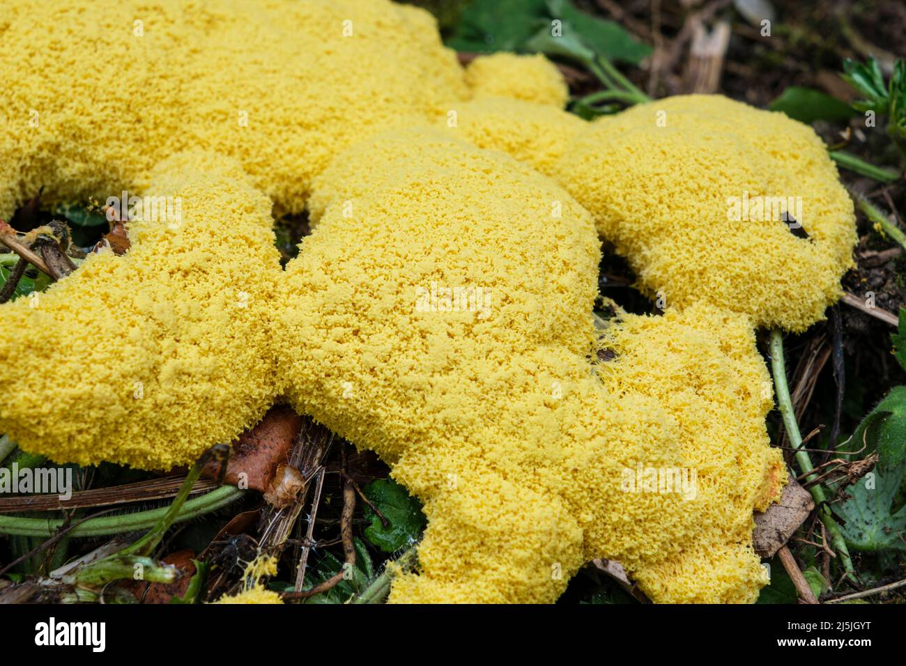 La muffa di melma di vomito del cane (anche conosciuta come lime di uovo strapazzate o fiori di tan), Fuligo septica, che cresce su un mucchio di composto Foto Stock