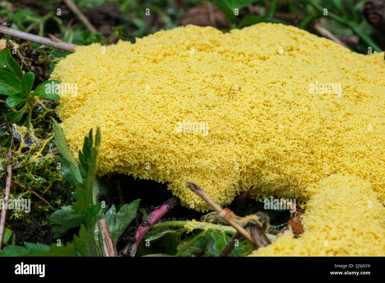 La muffa di melma di vomito del cane (anche conosciuta come lime di uovo strapazzate o fiori di tan), Fuligo septica, che cresce su un mucchio di composto Foto Stock