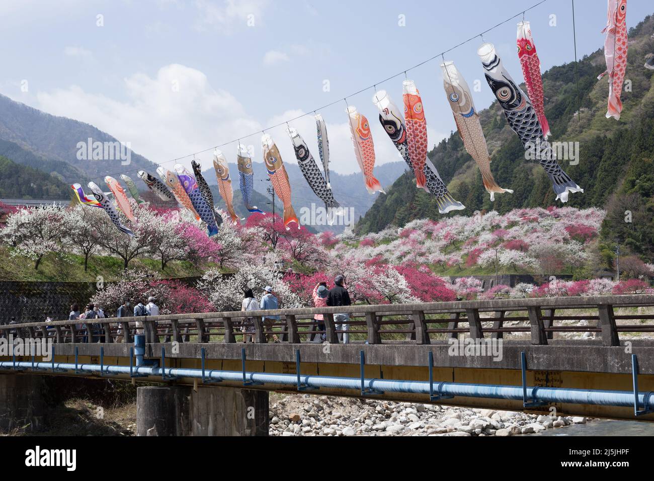 achi Village, nagano, giappone, 2022/23/04 , Koinobori al villaggio di Achi-dura a Nagano, che è uno dei posti migliori per vedere i fiori di pesca. Koinobori, Foto Stock