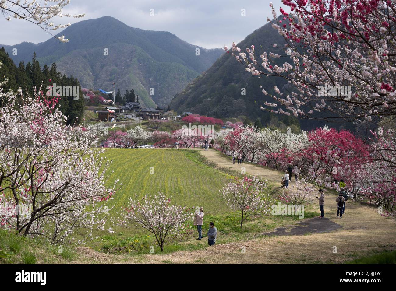 achi Village, nagano, giappone, 2022/23/04 , il villaggio di Achi-dura a Nagano è uno dei posti migliori per vedere i fiori di pesca. ACHI-Mura nella prefettura di Nagano Foto Stock