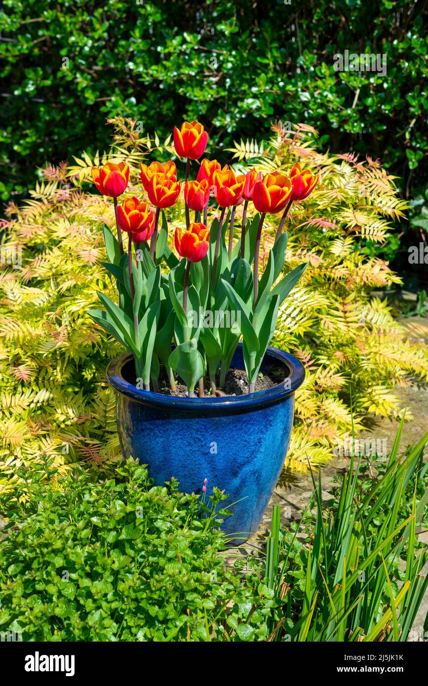 Tulipano 'Kings Cloak' con vividi fiori rossi e arancioni fioriti a fine aprile in un giardino britannico. Fogliame giallo di Sorbaria' SEM sullo sfondo. Foto Stock