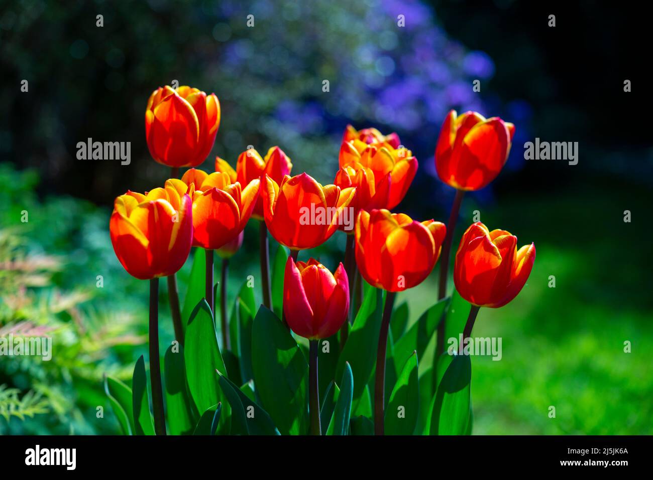 Tulipano 'Kings Cloak' con vividi fiori rossi e arancioni fioriti a fine aprile in un giardino britannico. Foto Stock