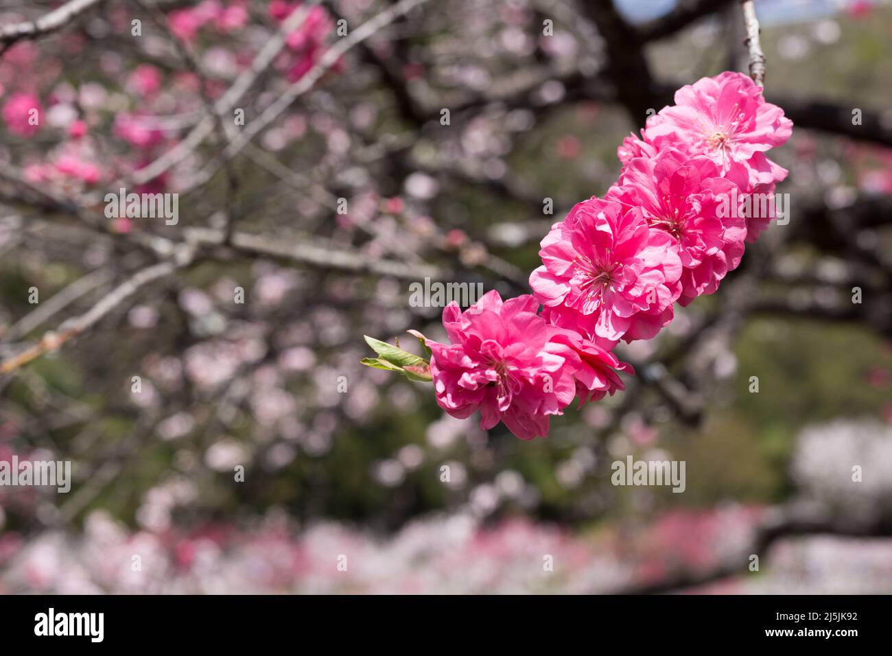 achi Village, nagano, giappone, 2022/23/04 , il villaggio di Achi-dura a Nagano è uno dei posti migliori per vedere i fiori di pesca. ACHI-Mura nella prefettura di Nagano Foto Stock