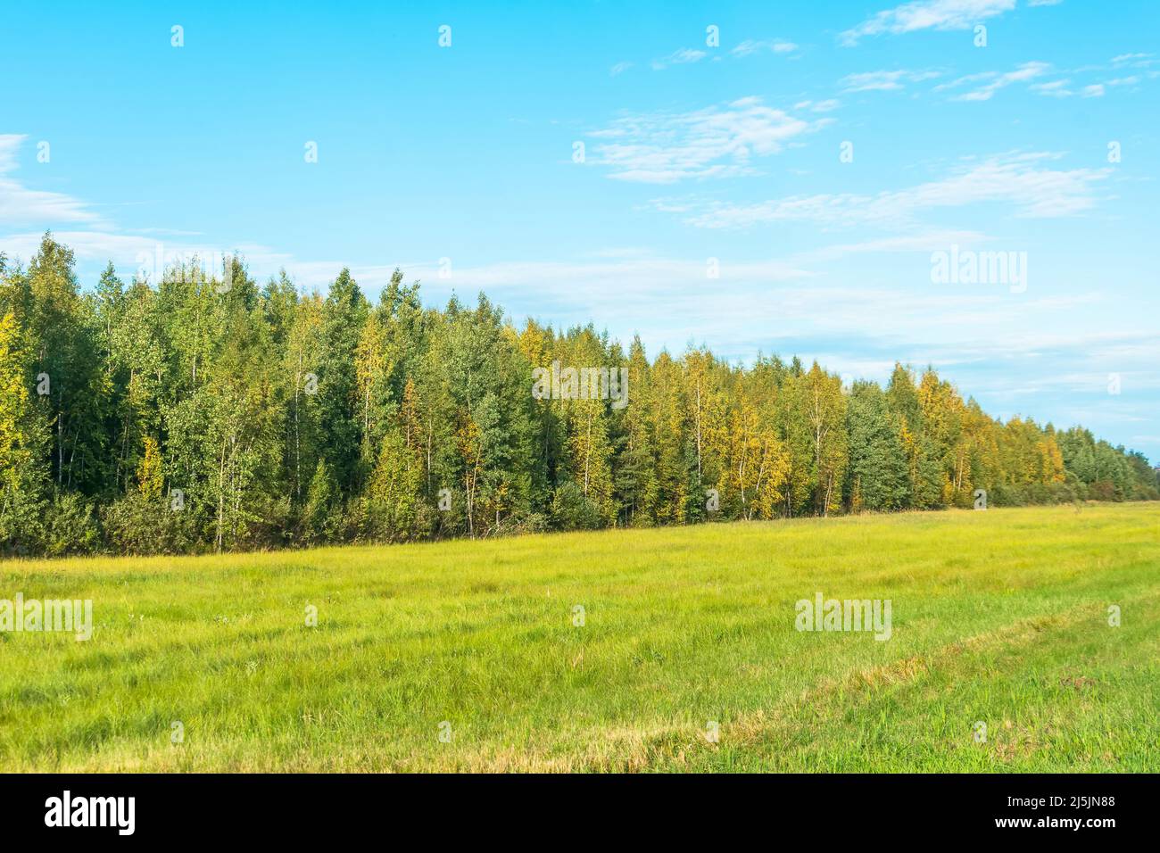Schiarimento forestale liscio al confine del dolore all'inizio dell'autunno, cielo limpido Foto Stock