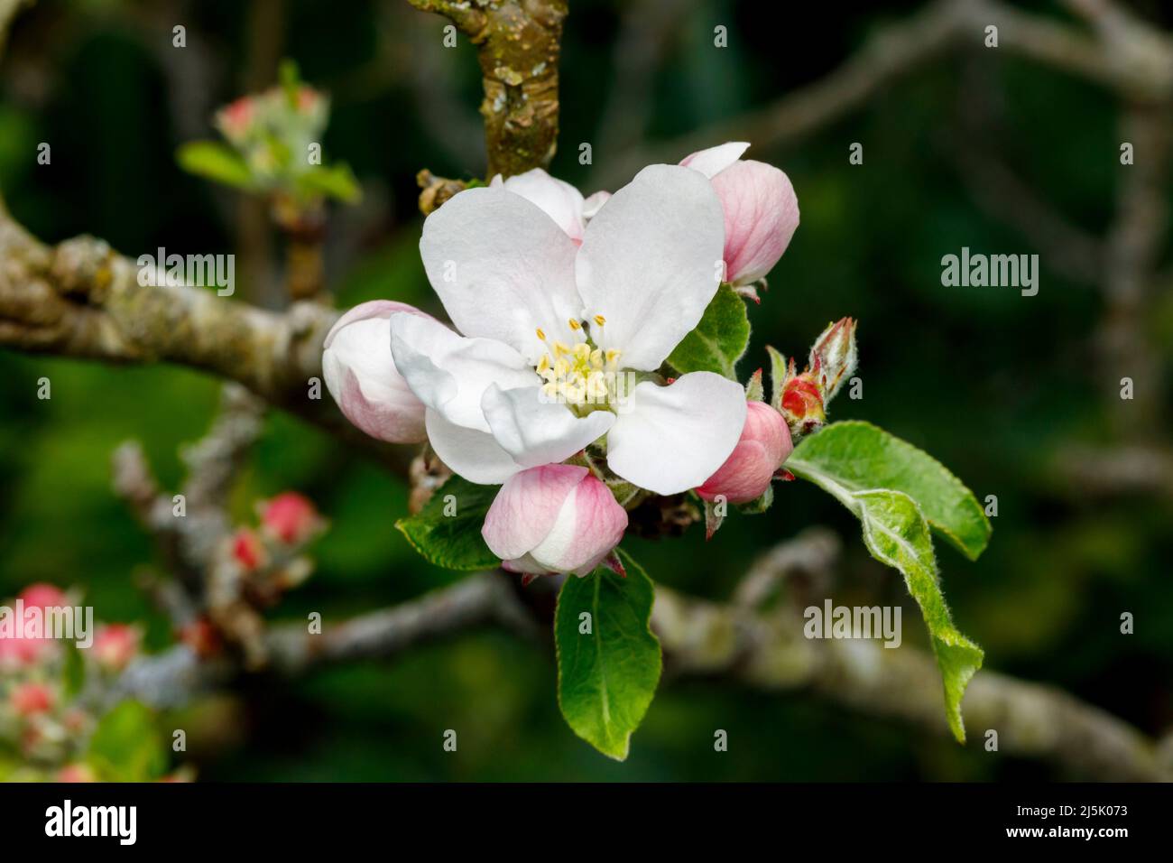 Apple Blossom, Sussex, Regno Unito Foto Stock